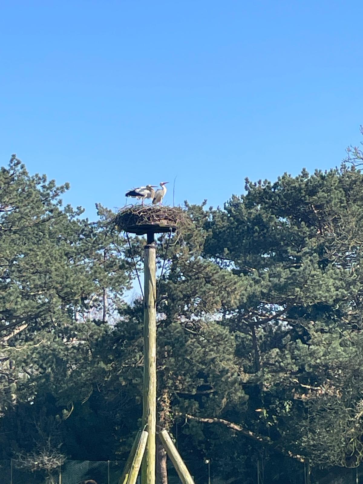 Ooievaars terug op hun nest
